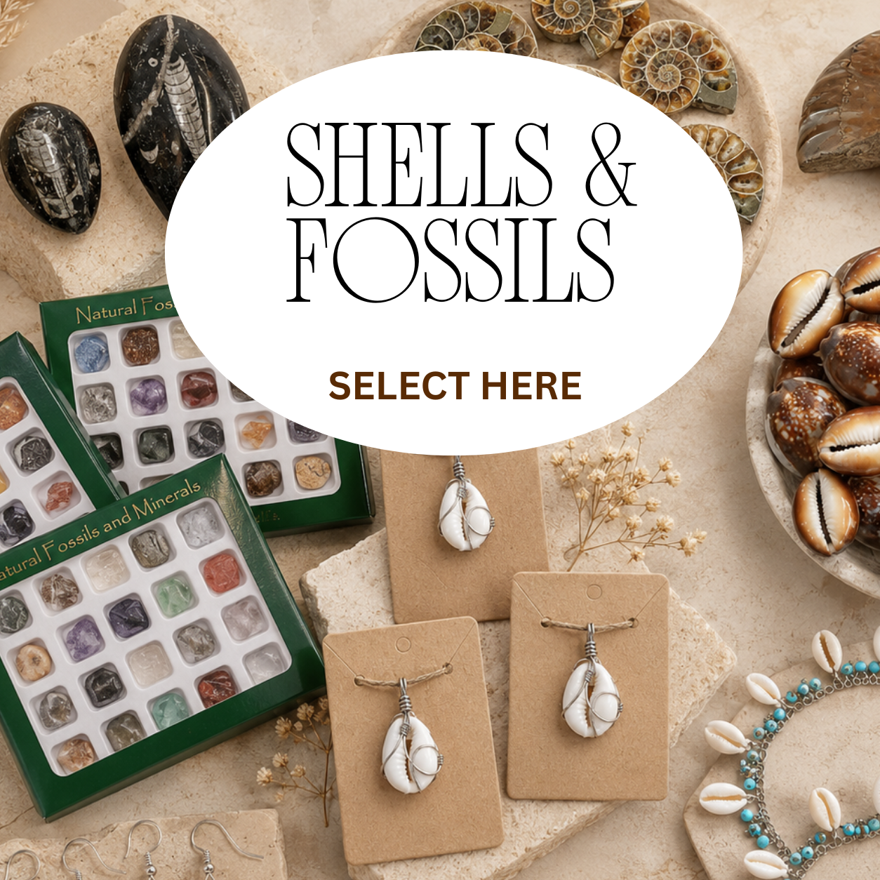 Shells & Fossils