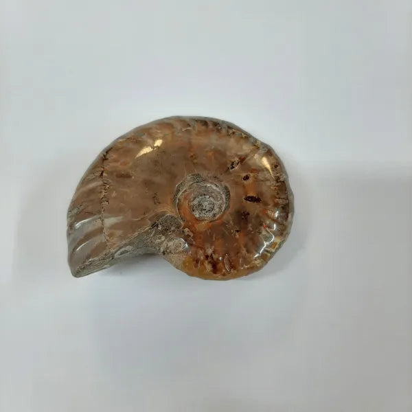 Ammonite- 2.5''