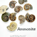 Ammonite Fossil