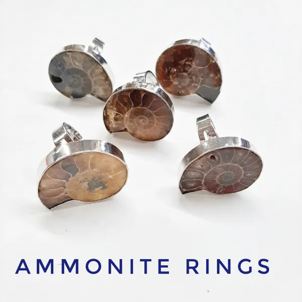 Ammonite Rings- Adjustable