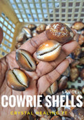 Cowrie Shells