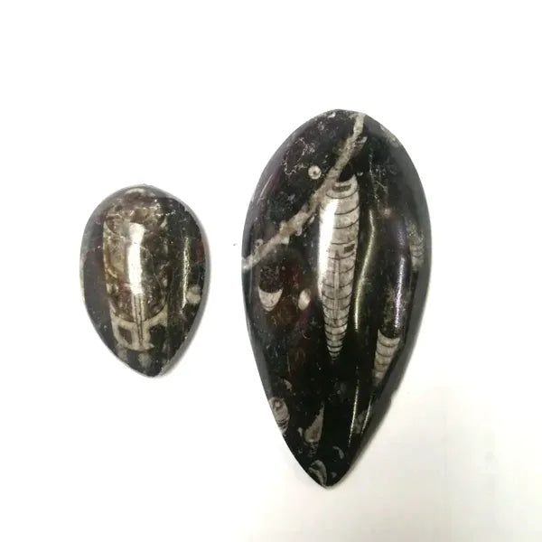 Orthoceras Crystal