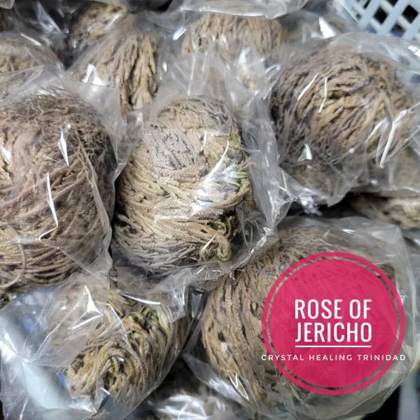 Rose Of Jericho